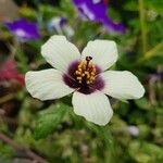 Hibiscus trionum Blüte