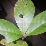 Psychotria cupularis Hoja