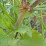 Acanthospermum hispidum Ffrwyth