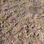 Colchicum montanum Lorea