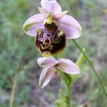 Ophrys fuciflora മറ്റ്