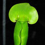 Sarracenia purpurea 葉