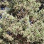 Pinus coulteri Yaprak