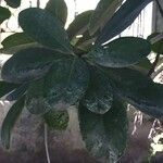 Corynocarpus laevigatus Folha