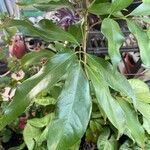 Litchi chinensis Blad