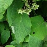 Hydrangea arborescens Листок