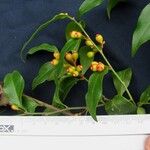 Schoepfia vacciniiflora Otro