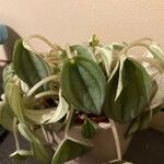 Peperomia albovittata Hostoa