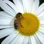 Leucanthemum maximum 花