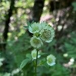 Astrantia majorΛουλούδι