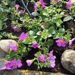 Sutera cordata Fula