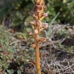 Orobanche pubescens Хабит