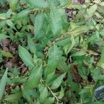 Persicaria odorata Blad