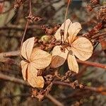 Hydrangea arborescens Floare