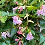 Abelia x grandiflora Flower