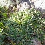 Dyckia brevifolia Лист