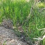 Carex stricta Leaf