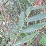 Alpinia purpurata موطن