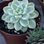 Echeveria laui Hoja