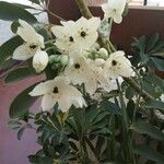 Ornithogalum arabicum Blomst