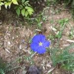 Linum lewisii Flower