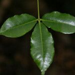 Zanthoxylum asiaticum पत्ता