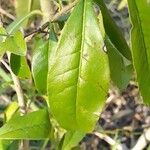 Cordia americana Leaf