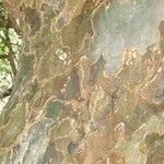 Guaiacum officinale Bark
