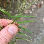 Muhlenbergia mexicana Liść