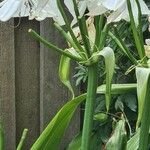 Crinum × powelliiBlomst