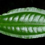 Miconia lateriflora Feuille