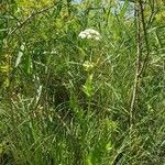 Sium latifolium Flower