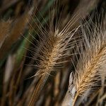 Hordeum marinum Fruto