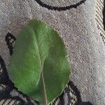Catha edulis Φύλλο