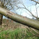 Salix lucida Bark