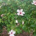 Hibiscus rosa-sinensis Blodyn