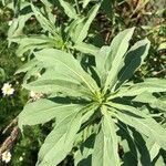 Helianthus maximilianiBlad