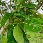 Ficus septica Yaprak