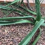 Furcraea selloana Folha