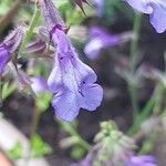 Salvia africana-caerulea Flower