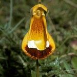 Calceolaria uniflora Flors