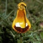 Calceolaria uniflora പുഷ്പം