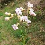 Saponaria officinalisŽiedas