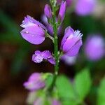 Polygala nicaeensis Fula