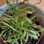 Drosera capensisLeaf