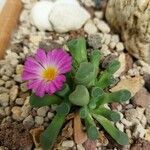 Frithia pulchra 葉