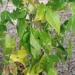 Passiflora incarnata Blatt