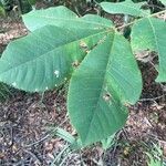 Carya tomentosa Folha