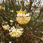 Edgeworthia tomentosa autre