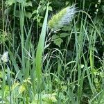 Cynosurus echinatus Likasa